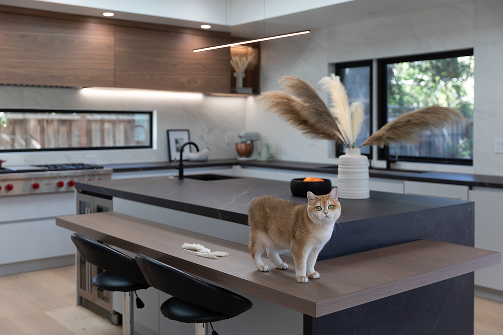 Ronbow floating table and cat